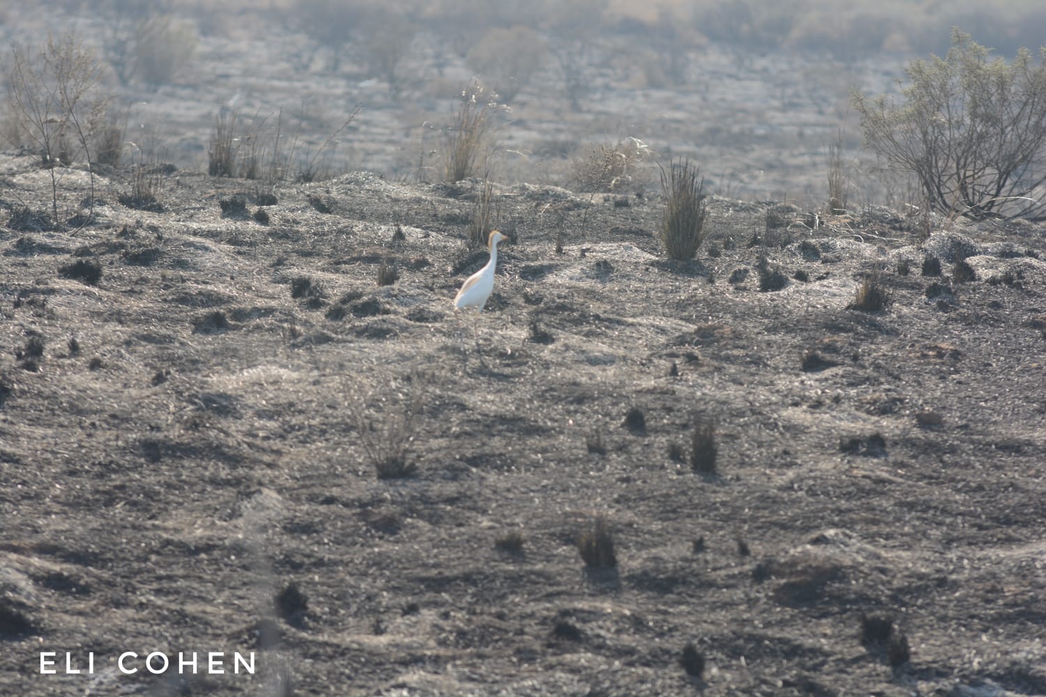 המציאות הנוראית בעוטף עזה: ציפור מחפשת את גוזליה, שנשרפו חיים בחורש שעלה באש (צילום: אלי כהן, דוברות כיבוי והצלה)
